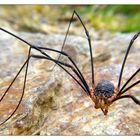 Eine überraschende Begegnung mit dem größten mitteleuropäischen Gliedertier in den Osttiroler Alpen