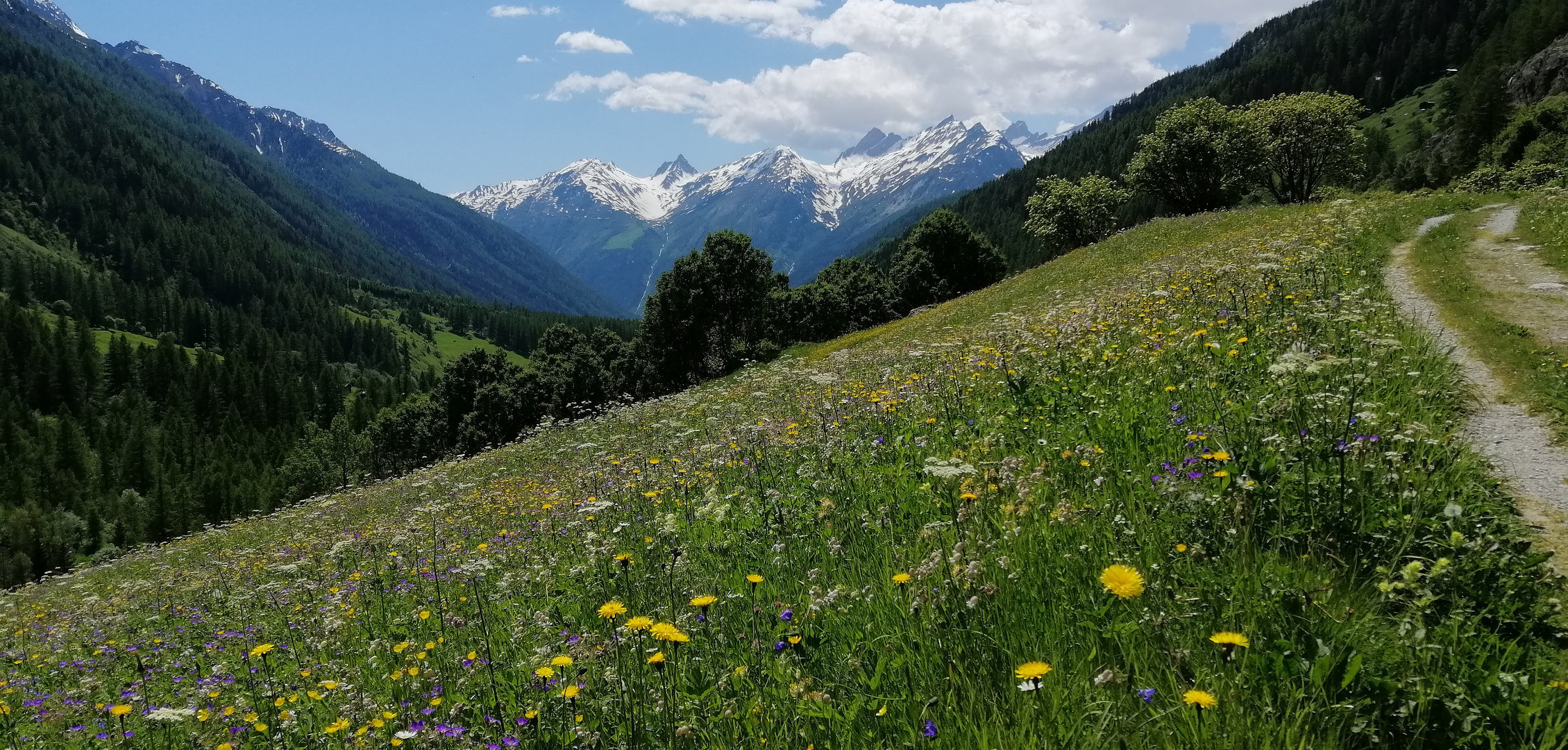 Eine üppige Sommerwiese im Lötschental, Wallis 