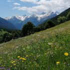 Eine üppige Sommerwiese im Lötschental, Wallis 