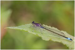 Eine unausgereifte weibliche Große Pechlibelle (Ischnura elegans f. violacea).