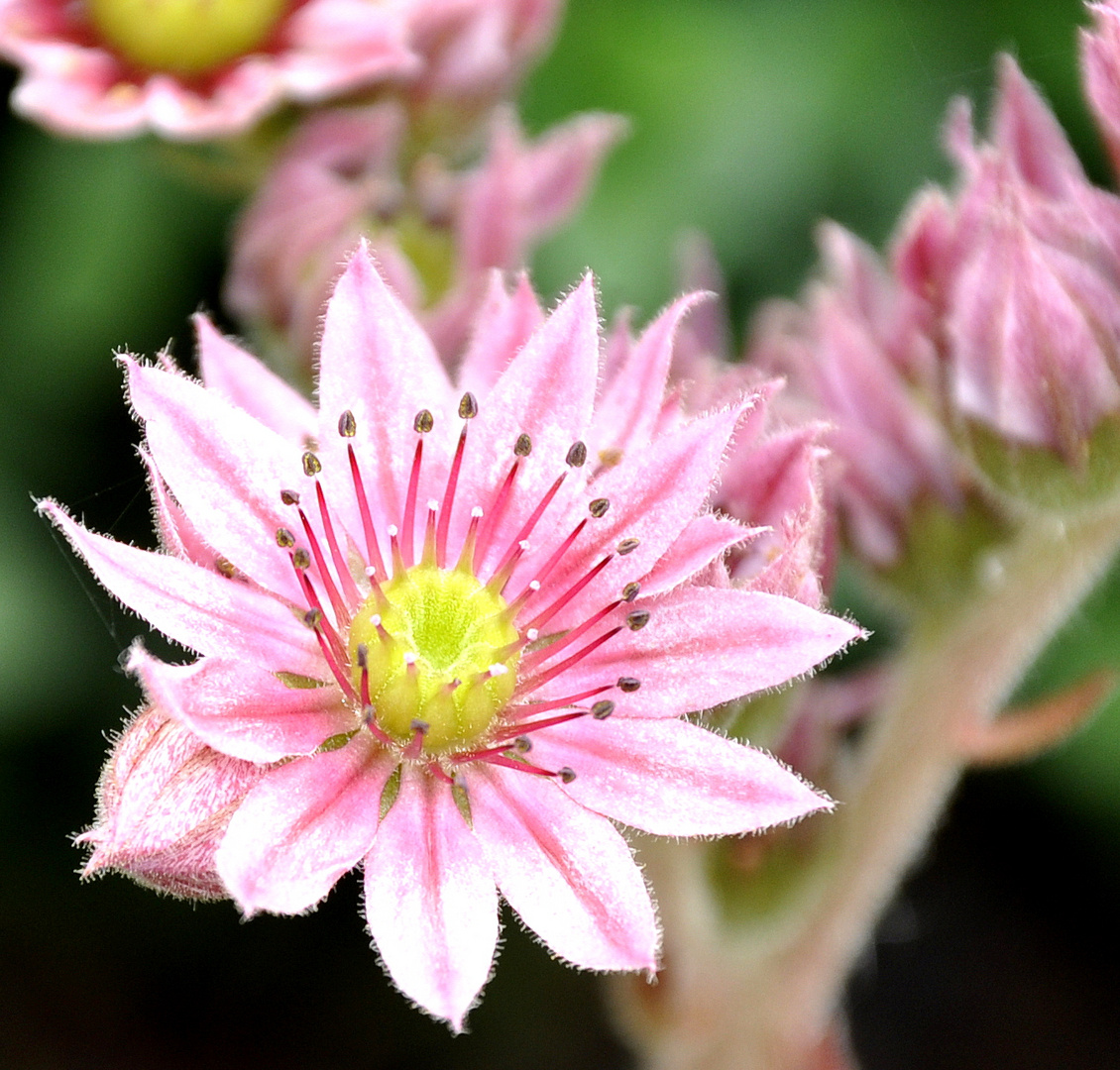 ---Eine unbekannte Blüte...---