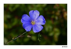 eine unbekannte kleine Blüte auf einer Blumenwiese......