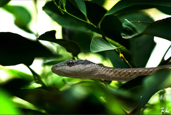 Eine unbekannte Neugierige / An unknown Curious