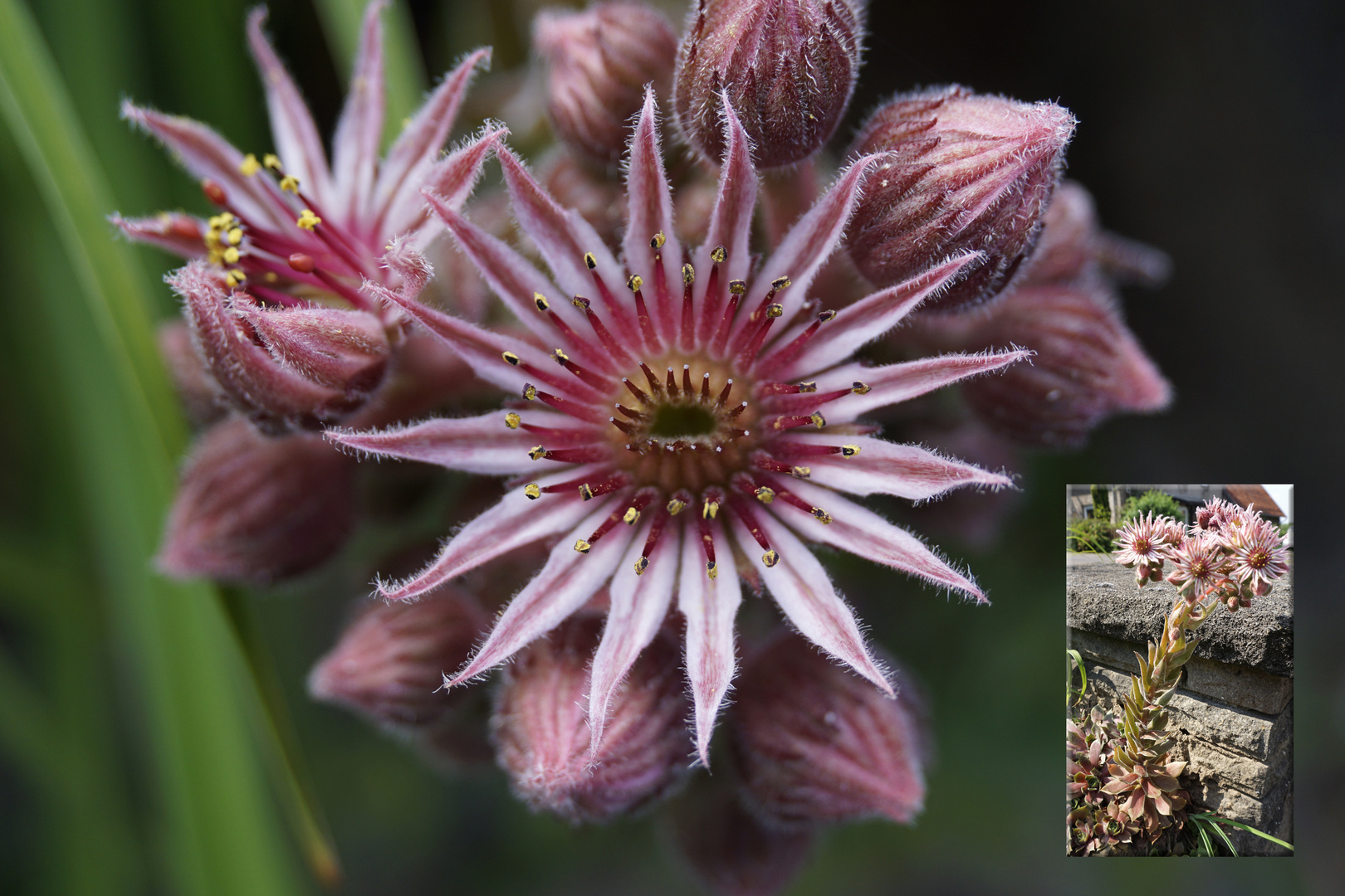 Eine unbekannte Schöne . . . Blüte