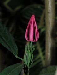 eine unbekannte Schönheit hat jetzt einen Namen: Brasilianische Malve ( Pavonia multflora)