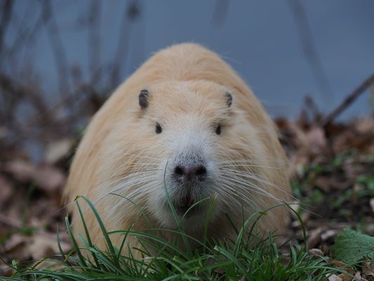 eine unerwartete Begegnung