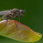 eine ungeliebte Kleine