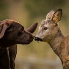 Eine ungewöhnliche Freundschaft