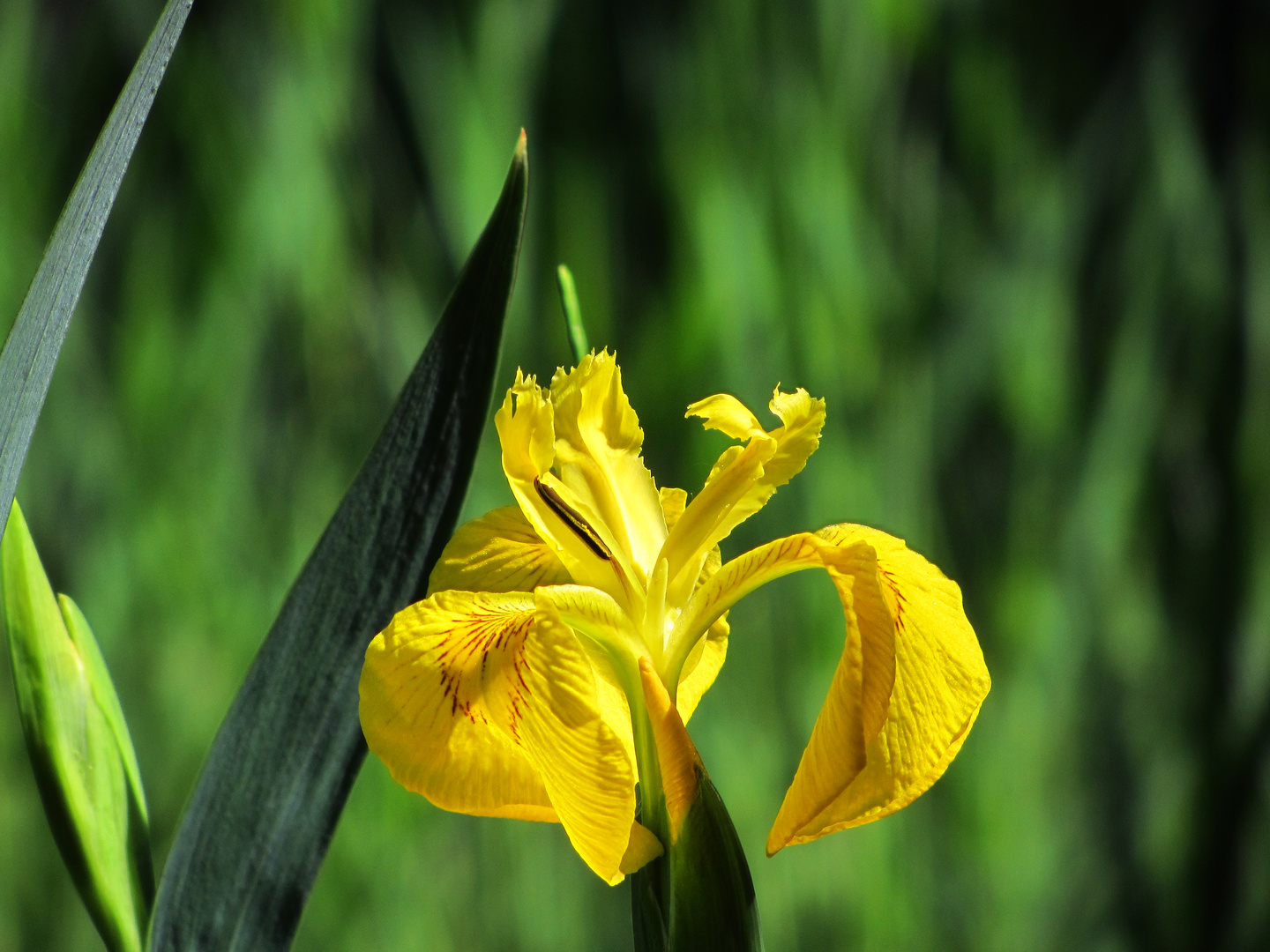 eine unserer gelben Teichlilien