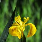 eine unserer gelben Teichlilien