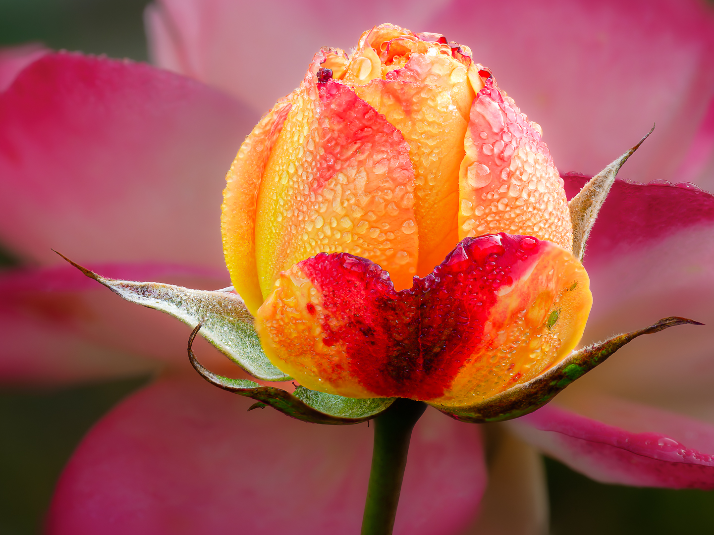 Eine unserer letzten Rosen im ersten Frost ...