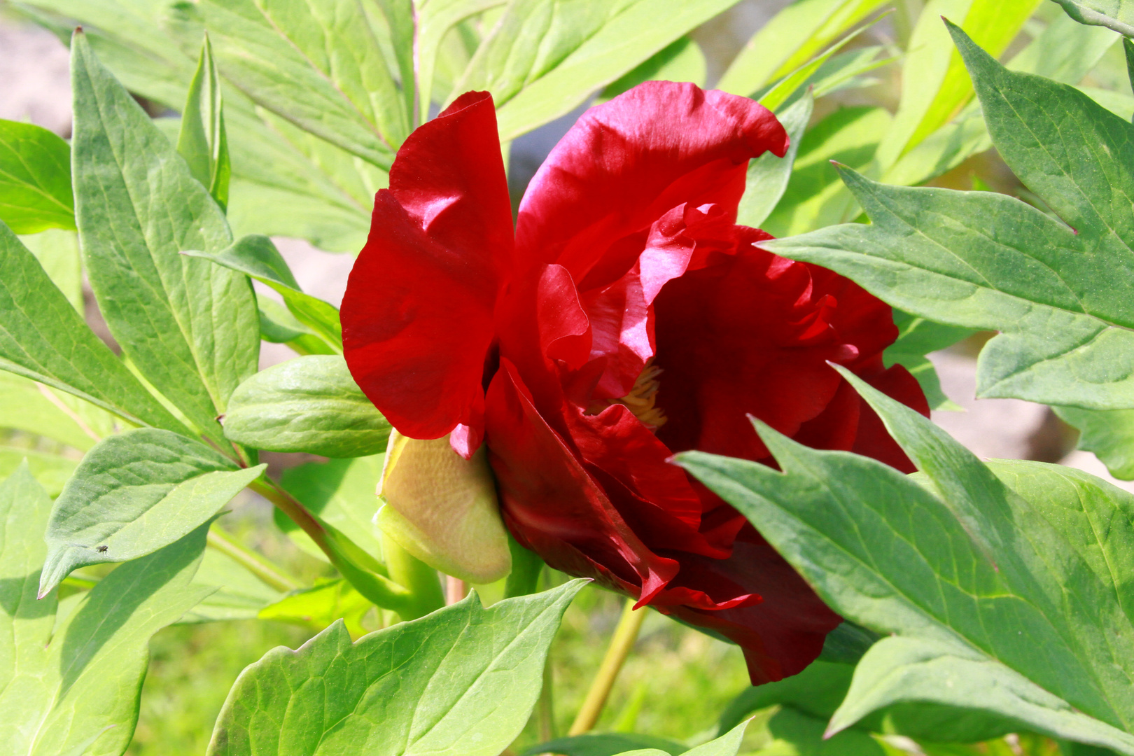 eine unserer schönsten Pfingstrosen im Garten Foto & Bild