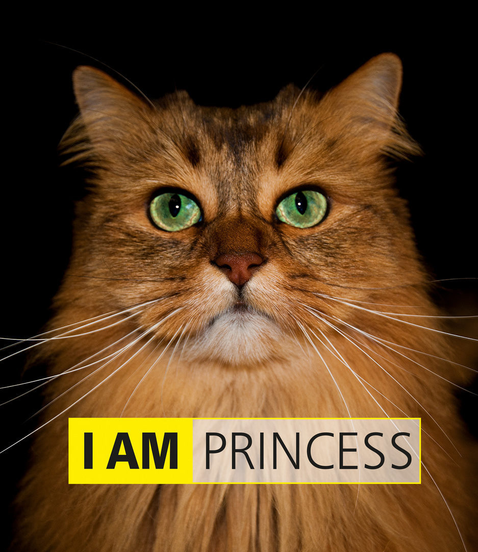 Eine unserer verwöhnten Katzen "Lady Princess"