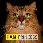 Eine unserer verwöhnten Katzen "Lady Princess"