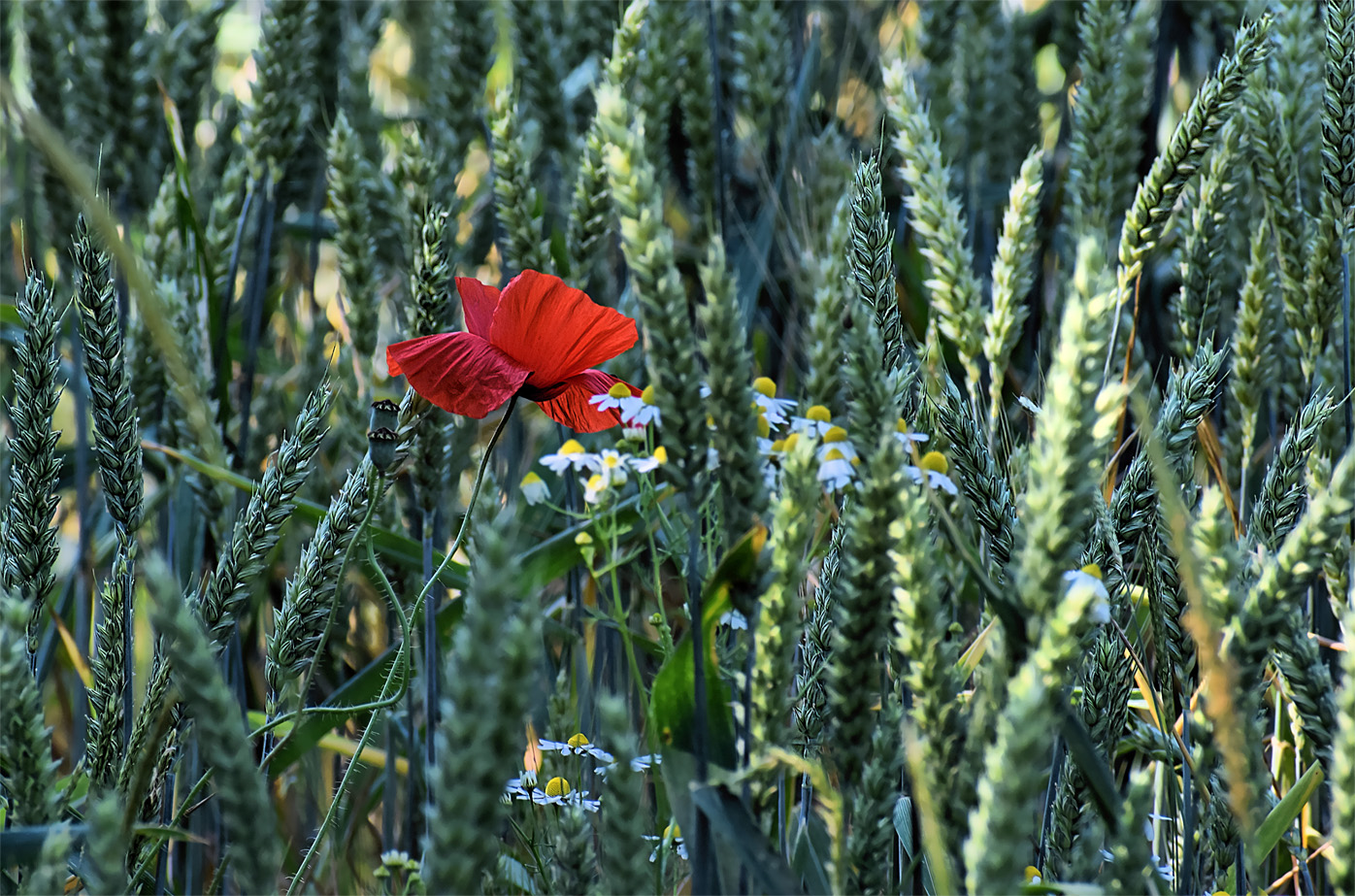 Eine unter Vielen.