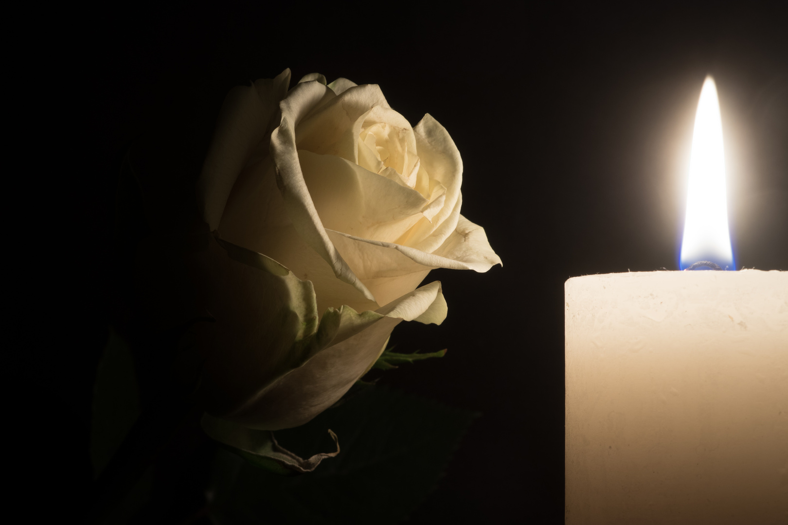 Eine unterbelichtete weiße Rose Foto &amp; Bild | spezial, natur ...