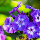 … Eine unterschätzte Größe: Phlox …