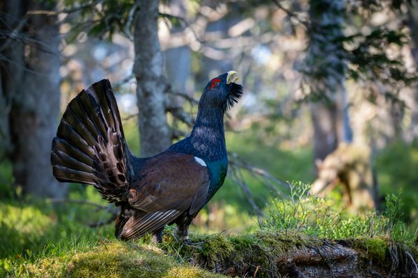 Eine unvergessliche Begegnung