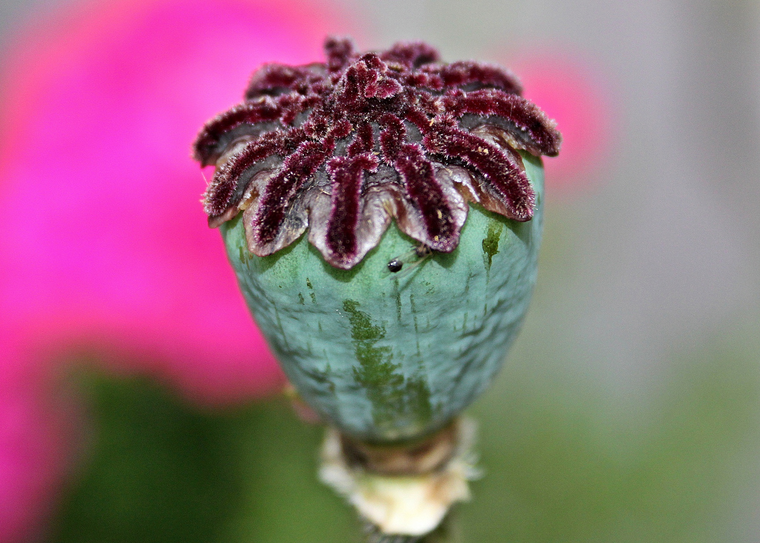 eine verblühte Mohnblume, die doch etwas besonderes ist