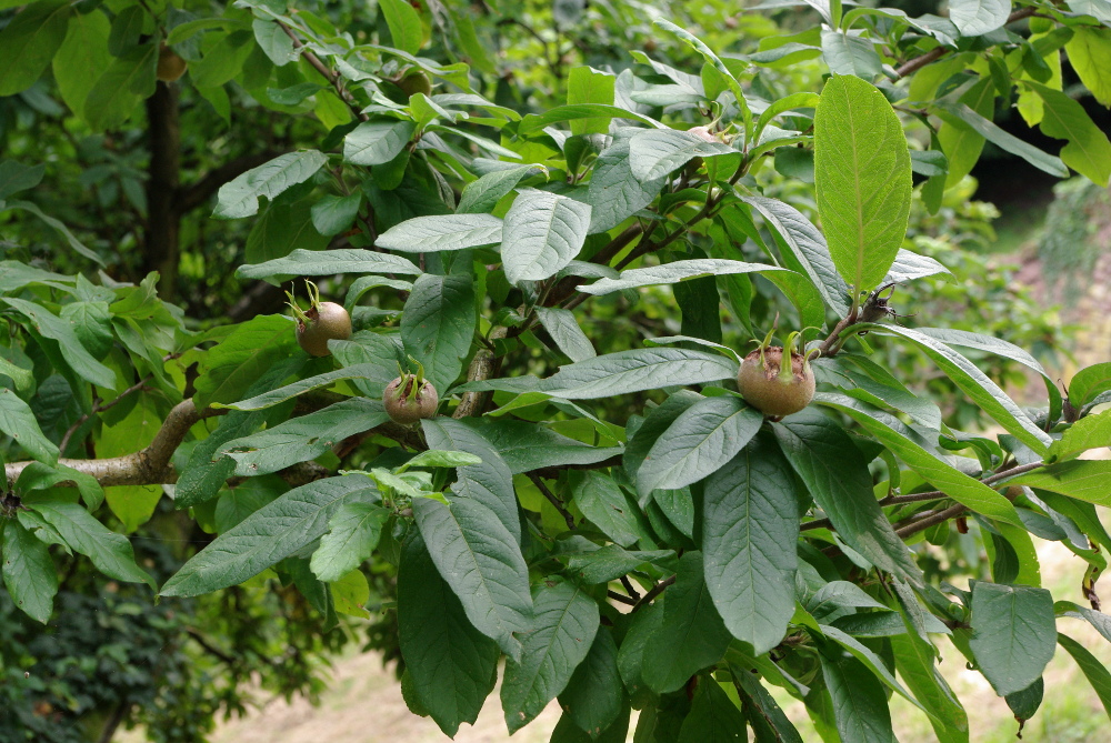 Eine vergessene Obstsorte