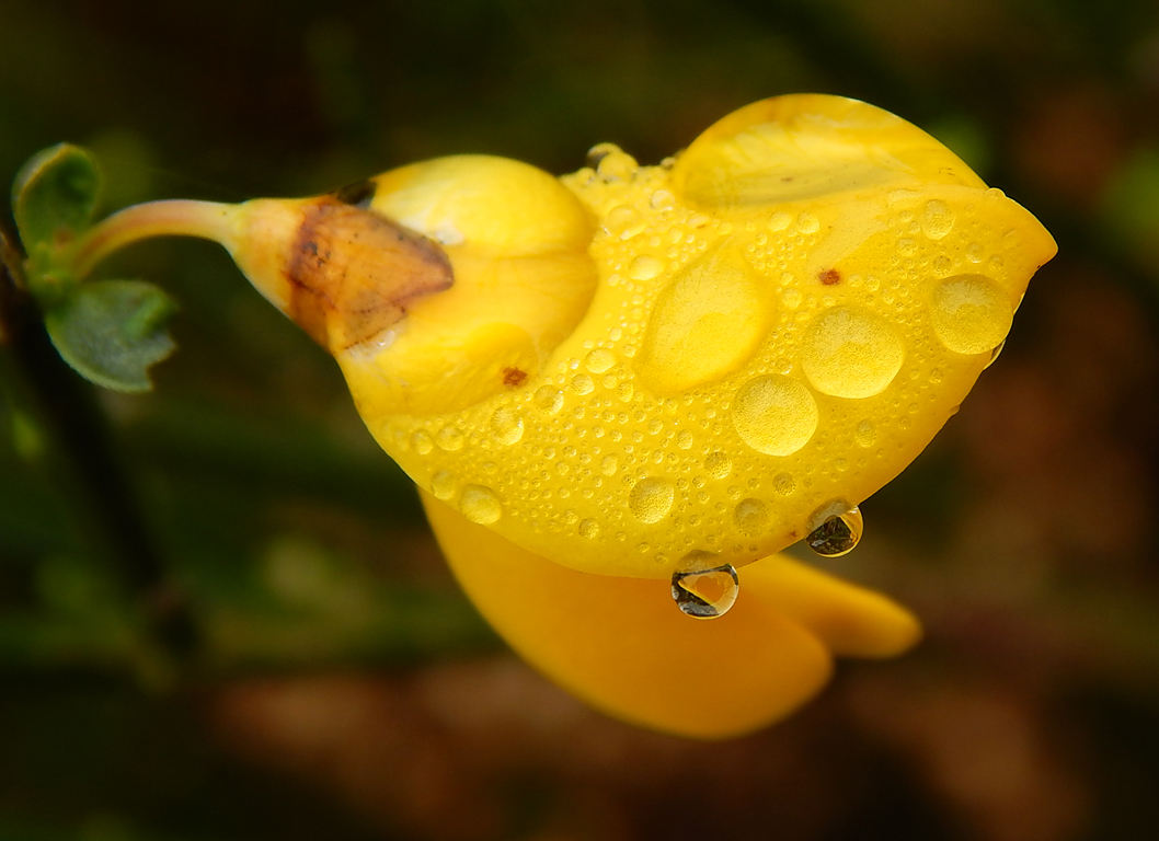 Eine verirrte Ginsterblüte mit Morgentau