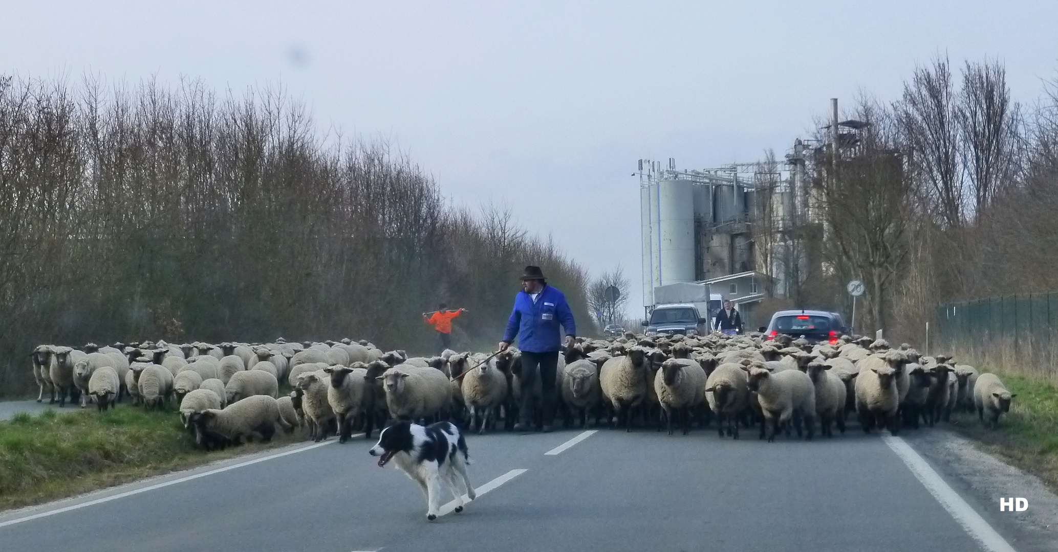 Eine Verkehrsstörung der anderen Art.