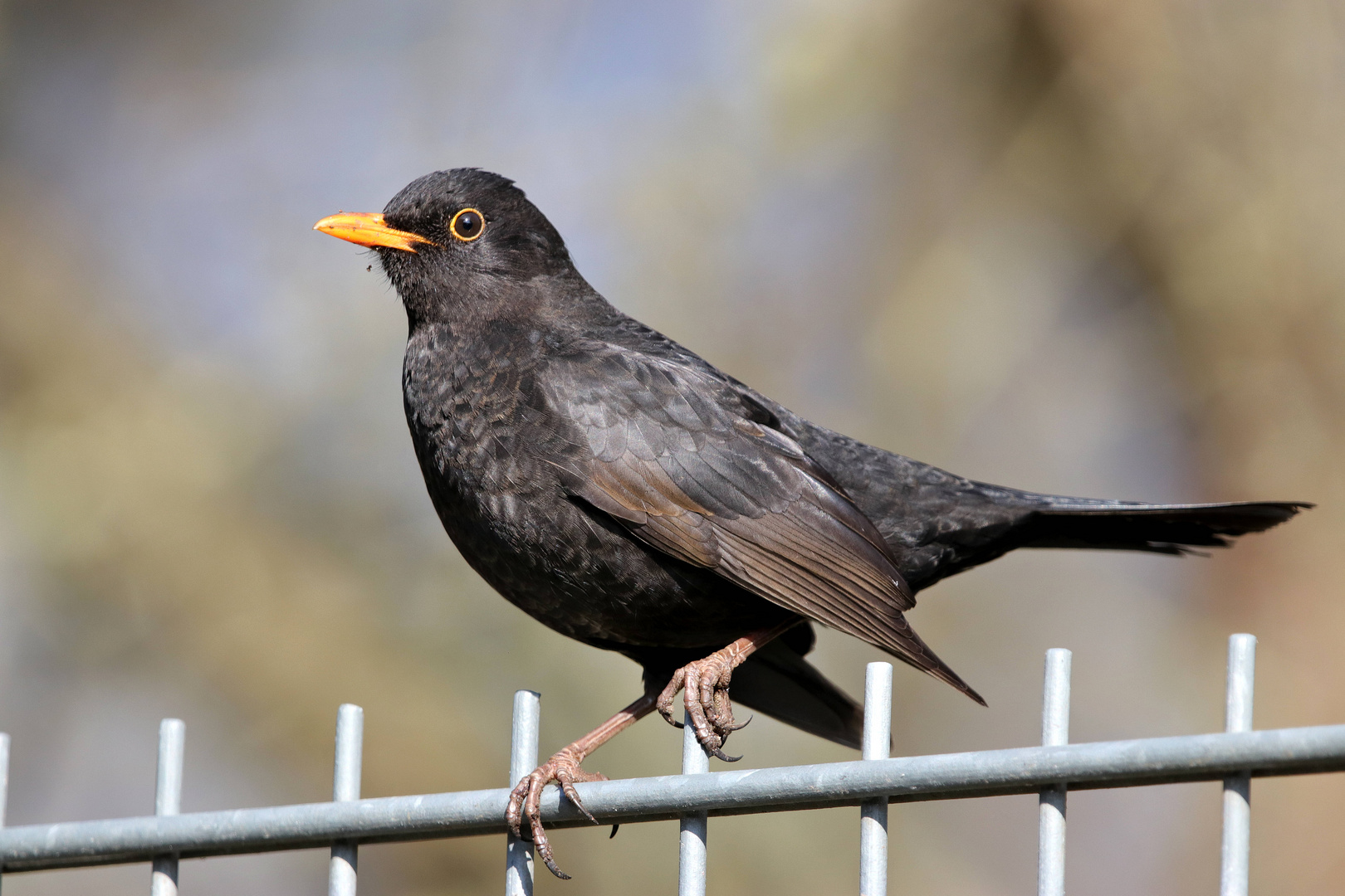 Eine Verneigung für die Turdus merula