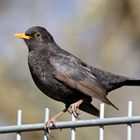 Eine Verneigung für die Turdus merula