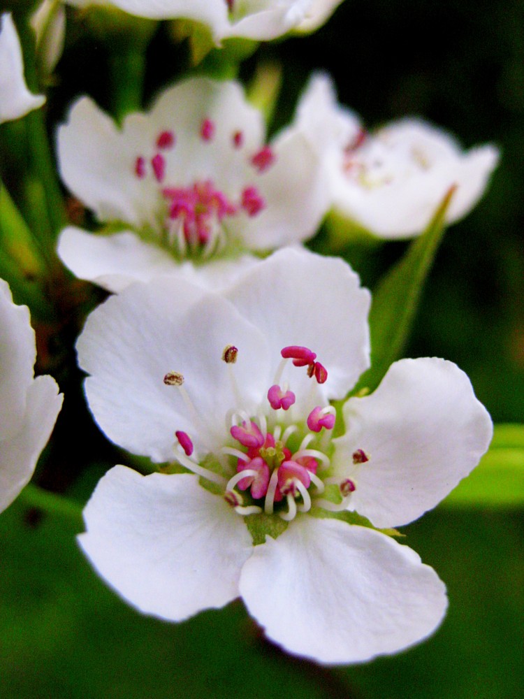 Eine verspätete Birnenblüte