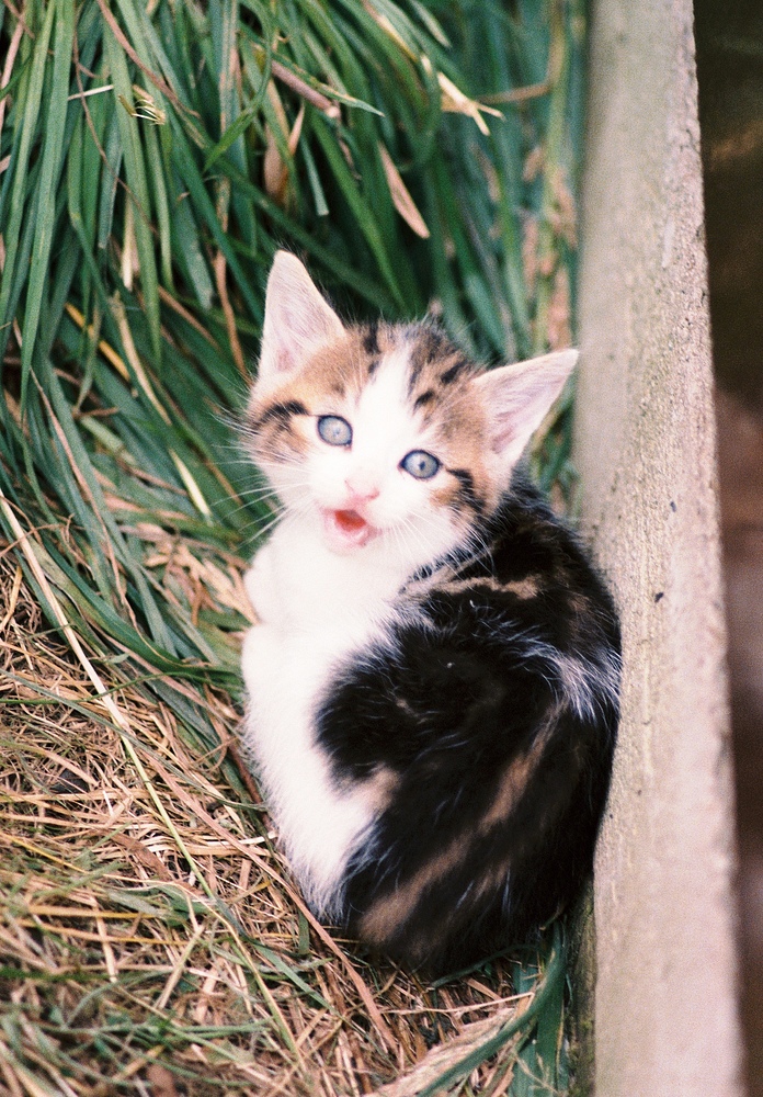 Eine verwilderte junge Katze faucht mich an