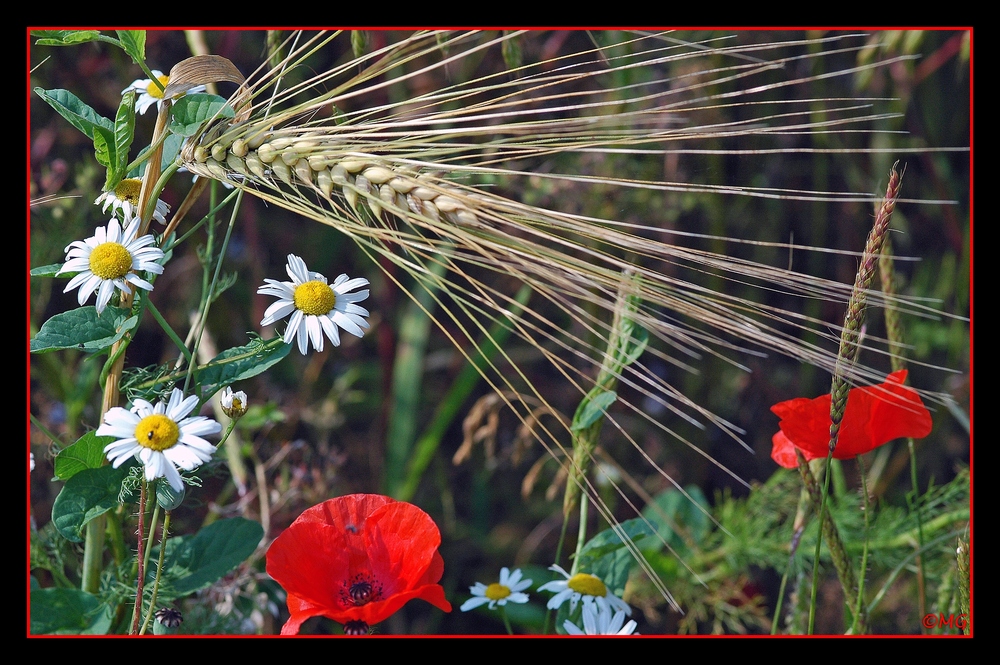 Eine Vielfalt der Natur...