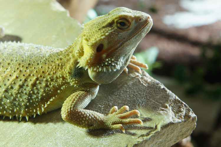 eine Vielfalt , die man in kaum einem Zoo zu sehen bekommt :