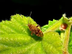 Eine vielleicht 3 mm lange Wanze auf einem kleinen Haselnußblatt