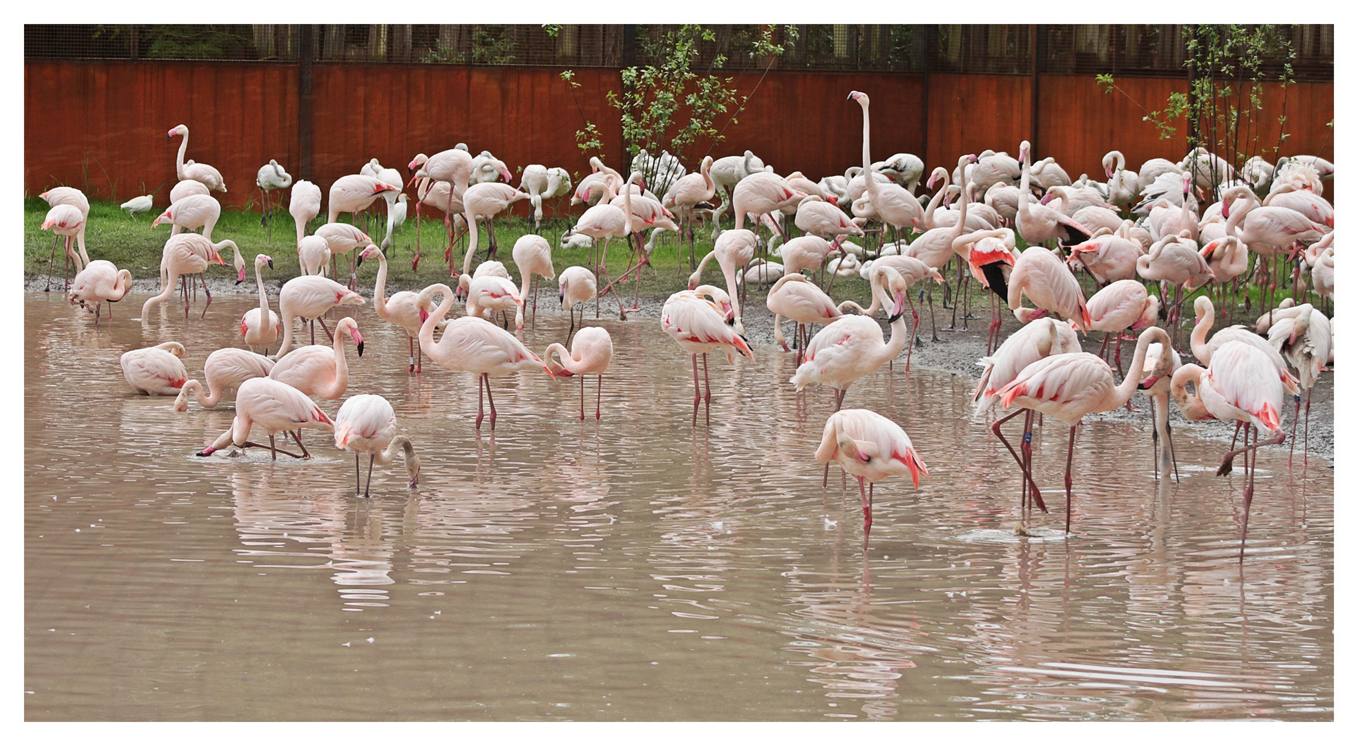 Eine Vielzahl Flamingos