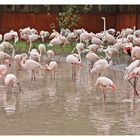 Eine Vielzahl Flamingos