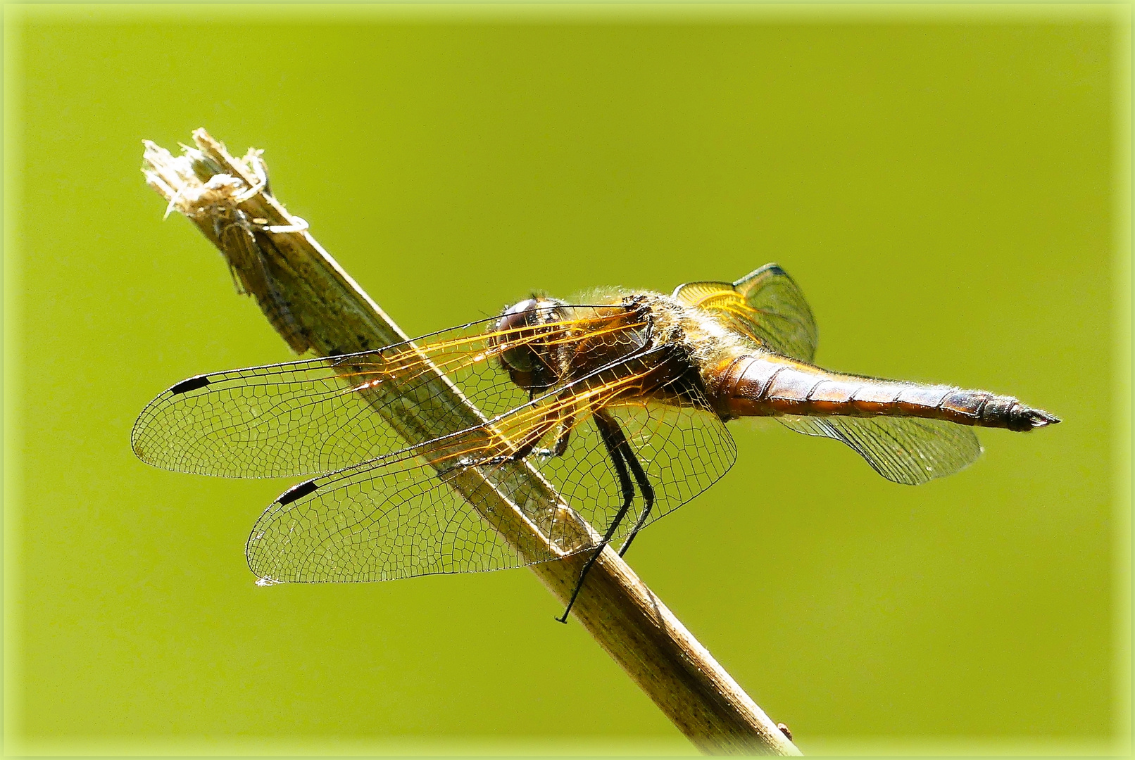 eine Vierfleck-Libelle?