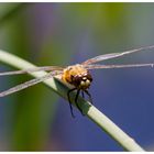 Eine Vierfleck-Libelle grinst mich an...