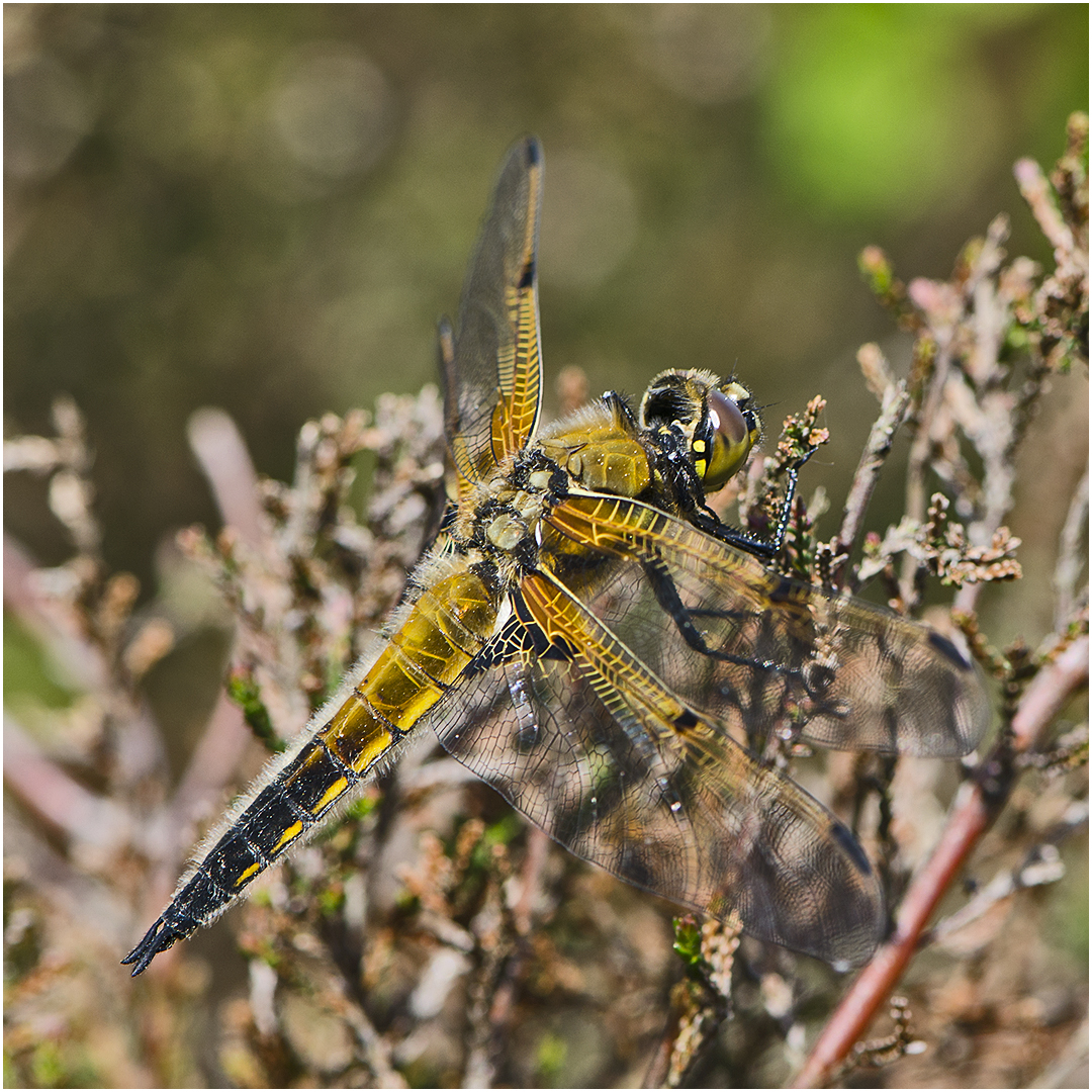 Eine Vierflecklibelle (Libellula quadrimaculata) . . .