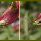 Eine Vierpunkt-Zierwanze (Adelphocoris quadripunctatus) hebt ab