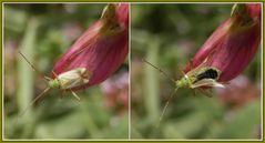 Eine Vierpunkt-Zierwanze (Adelphocoris quadripunctatus) hebt ab