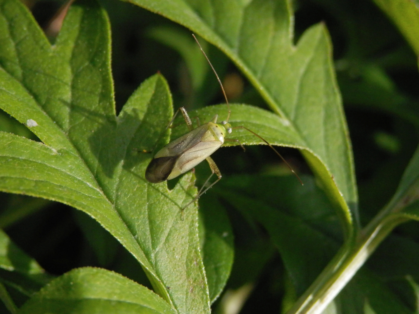 Eine Vierpunkt-Zierwanze (Adelphocoris quadripunctatus) im Abendlicht ...