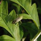 Eine Vierpunkt-Zierwanze (Adelphocoris quadripunctatus) im Abendlicht ...