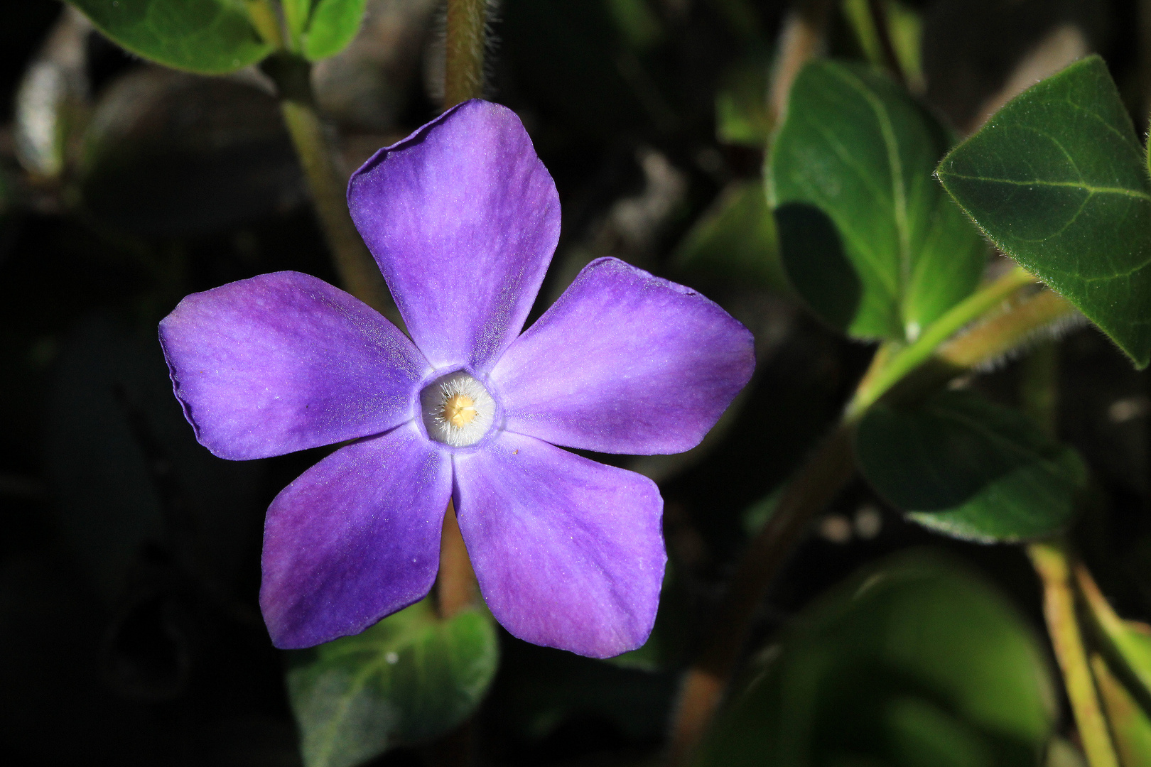 Eine violette Blüte zu Ostern...