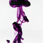 Eine violette Qualle