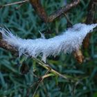 Eine Vogelfeder als Perlensammler - Vom Morgentau verzaubert