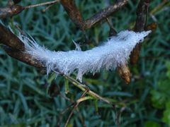 Eine Vogelfeder als Perlensammler - Vom Morgentau verzaubert