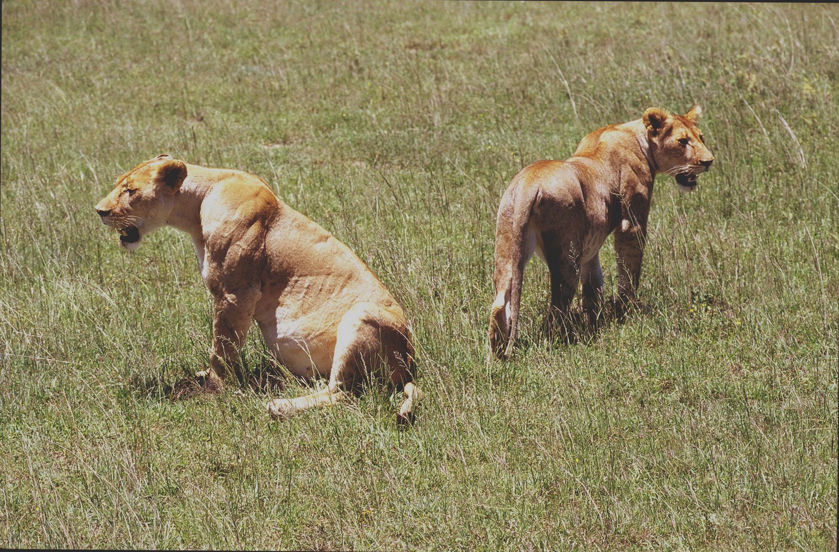 Eine vollgefressene Löwin in der Serengeti