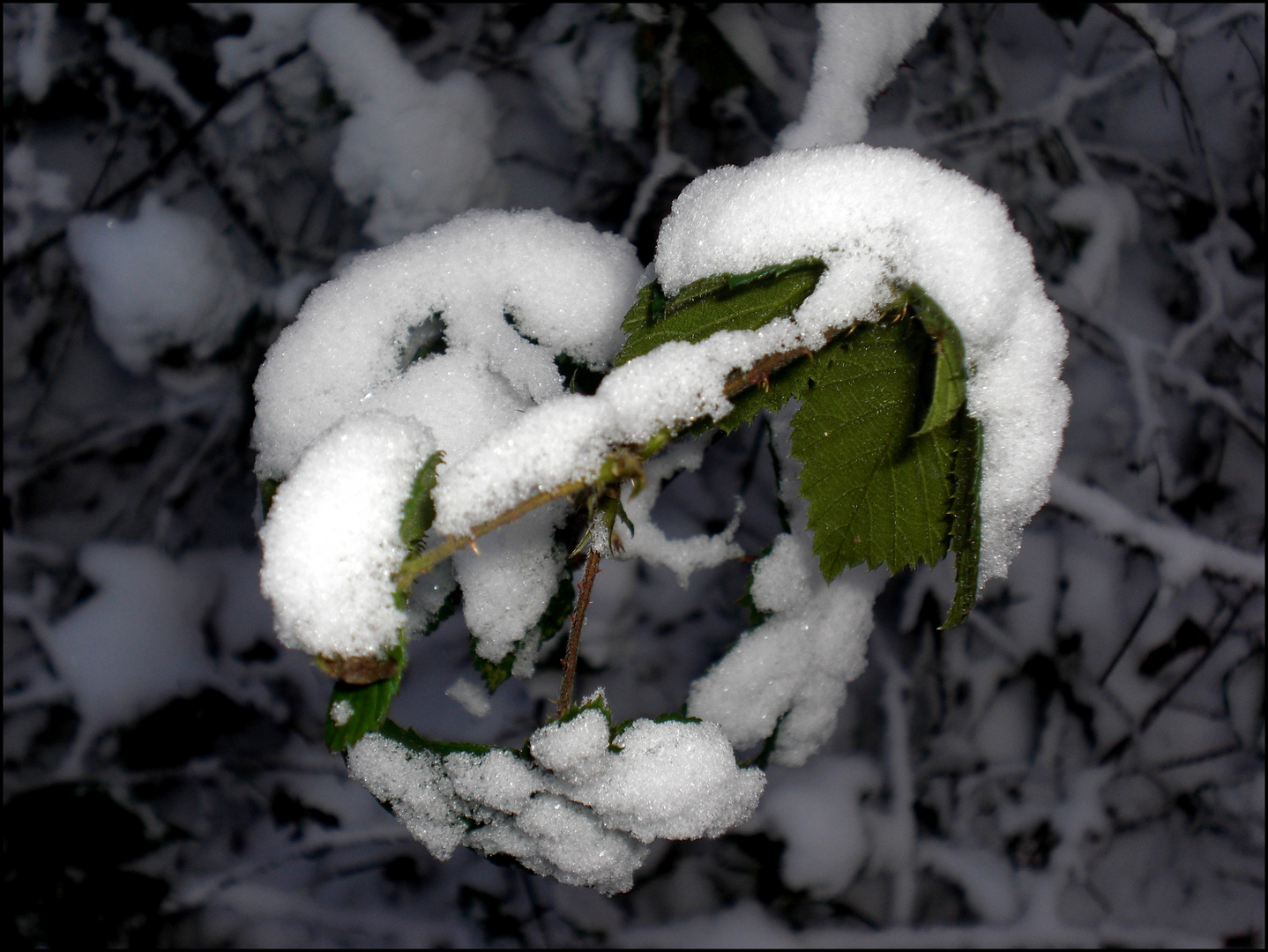 Eine vom Schnee befallene Pflanze.