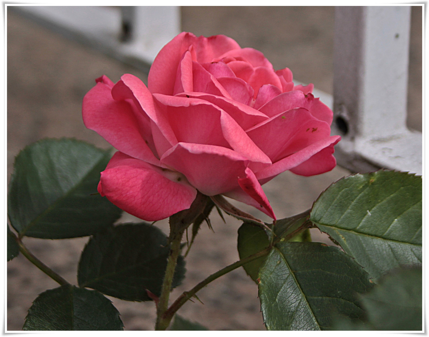 Eine von der ersten Rosen 