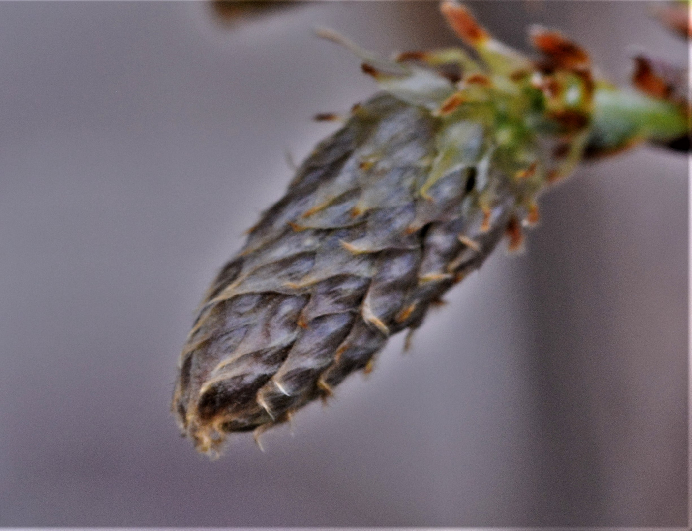 eine von hunderten Knospen ....